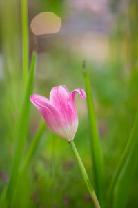 Close-up of pink crocus flower