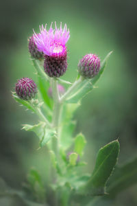 Close-up of purple flowering plant