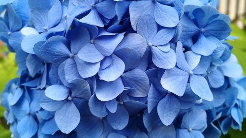 Close-up of purple hydrangea flowers