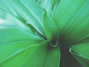 Full frame shot of leaf