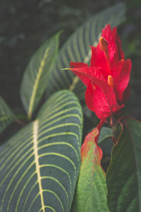 Close-up of red flowering plant