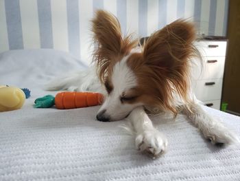 Close-up of a dog resting on bed at home