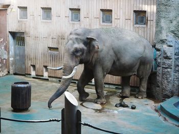 Side view of elephant standing at zoo