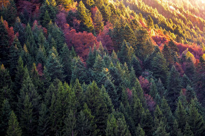 Full frame shot of trees on mountain at scalve valley during autumn