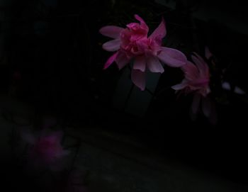 Close-up of pink flowers