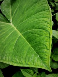 Close-up of green leaves