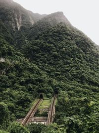 Scenic view of forest