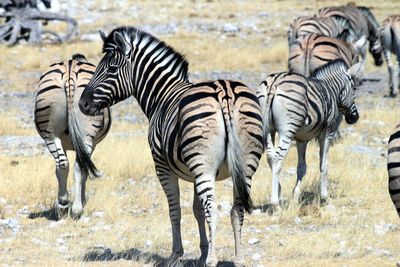 Zebra standing on a field