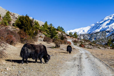 Horses on road