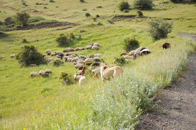 Flock of sheep on grassy field