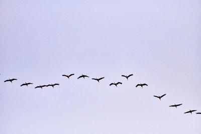 Low angle view of birds flying in sky