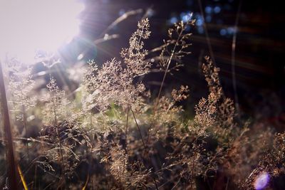 Close-up of plants against blurred background