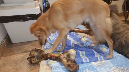 Low section of man with dog