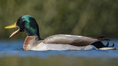 Close-up of a duck swimming in lake