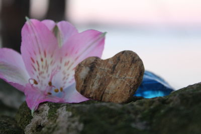 Close-up of pink flower on rock