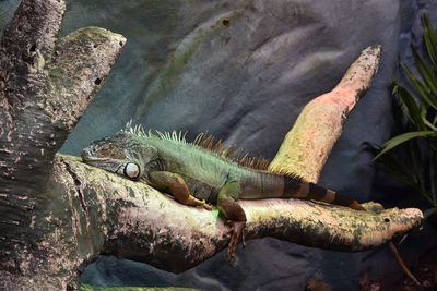 Close-up of lizard on rock