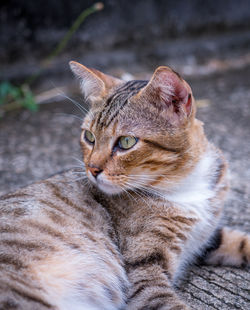 Close-up of a cat looking away