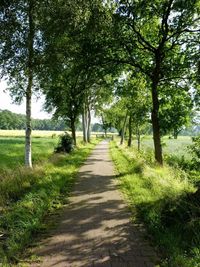 Footpath amidst trees against sky