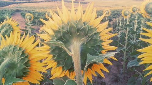 Close-up of sunflower on field