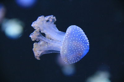 Close-up of jellyfish in water