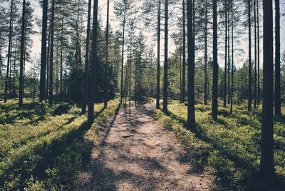 Footpath amidst trees in forest