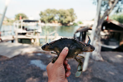 Close-up of hand holding stick