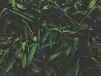 Full frame shot of fresh green plants