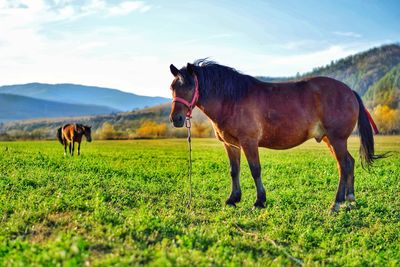 Horses in a field