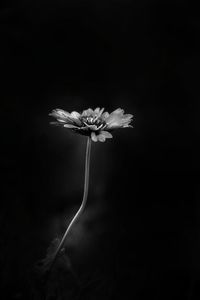 Close-up of flowering plant against black background