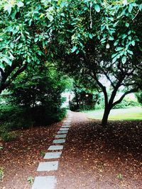 View of footpath along trees