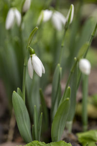 Close-up of white flowering plant