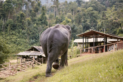 Large elephant walking on footpath to village against rainforest. chiang mai province, thailand.