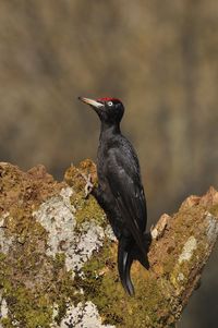 Close-up of bird perching on rock