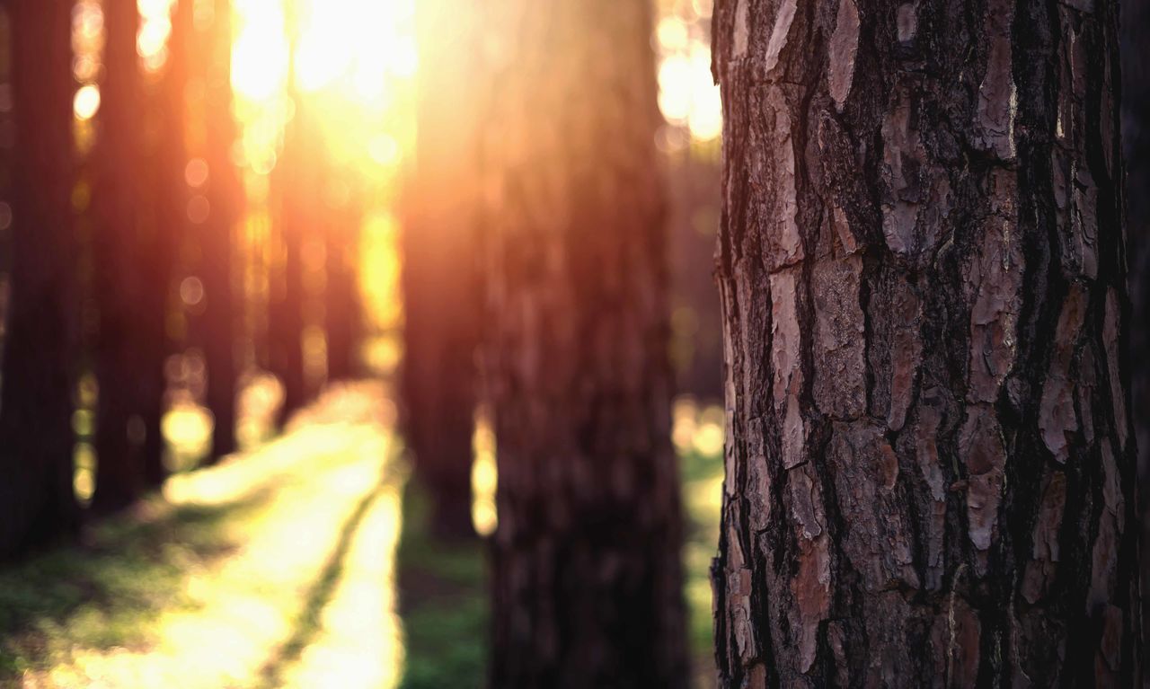 CLOSE-UP OF TREE TRUNK IN THE FOREST