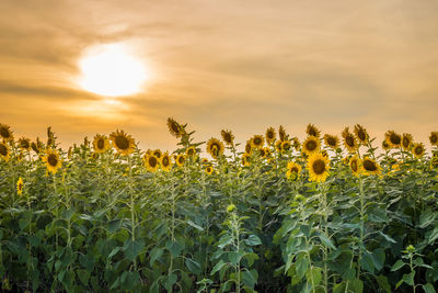 Sunflowers growing on field against sky during sunset