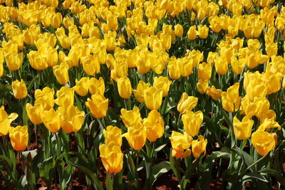 Close-up of yellow flowering plants
