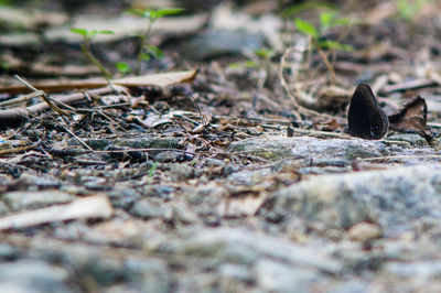 Close-up of bird on field