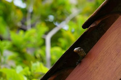 Close-up of monitor lizard on roof