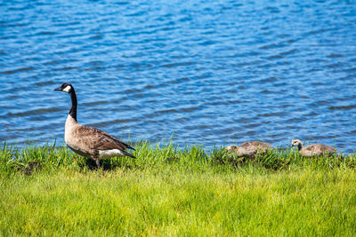 Bird on grass by water