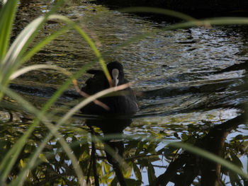 Close-up of duck swimming in lake