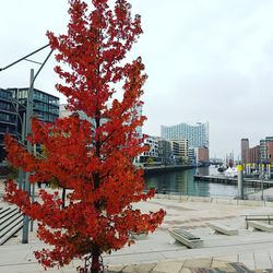 Tree by buildings against sky during autumn