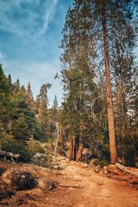 Trees in forest against sky