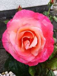 Close-up of pink rose blooming outdoors