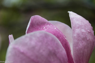 Close-up of pink crocus flower