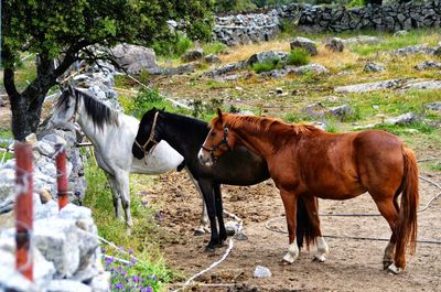 Side view of horse standing on field