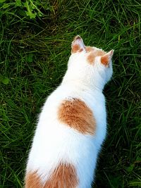 High angle view of ginger cat on grass