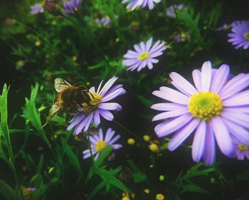 Close-up of bee pollinating flower