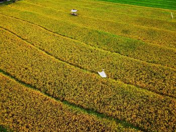 Aerial panorama of agrarian rice fields landscape like a terraced rice fields ubud bali indonesia