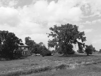 Trees on field against sky