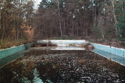 River in forest